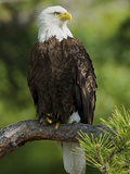 Bald Eagle Perching in a Pine Tree, Flathead Lake, Montana, Usa