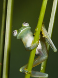 Glass Frog, Choca Region, Ecuador