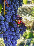 Crush at Teft Cellars in the Rattlesnake Hills, Yakima Valley, Washington, Usa