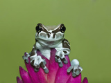 Amazon Milk Frog