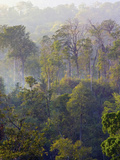 Buy Sulawesi Tangkoko Rainforest, Sulawesi at AllPosters.com