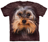 Yorkshire Terrier Face