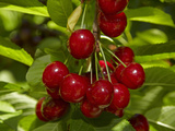 Cherry Orchard, Cromwell, Central Otago, South Island, New Zealand