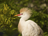Buy Cattle Egrets, Florida, Usa at AllPosters.com