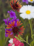 Buy Prairie Gaillardia and Various Wildflowers, Texas, Usa at AllPosters.com