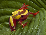 Clown Tree Frog