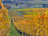 Buy Stoller Vineyard, Dundee, Yamhill County, Willamette Valley, Oregon, Usa at AllPosters.com