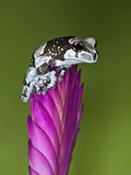 Amazon Milk Frog