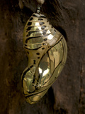 Butterfly Chrysalis, Costa Rica