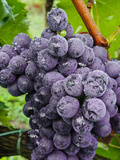 Buy Chianti Grapes Ready for Harvest, Greve, Tuscany, Italy at AllPosters.com