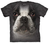 French Bulldog Face
