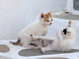 Kittens Playing, Mykonos, Greece