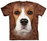 Beagle Face