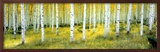 Buy Ashley National Forest at AllPosters.com