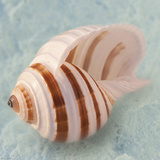Soft Light Shells III