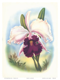 Hawaiian Orchid, Airbrush, c.1940s