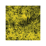 Buy Grass (yellow), c.2011 at AllPosters.com