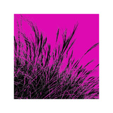 Buy Grass (magenta), c.2011 at AllPosters.com