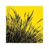 Buy Grass (yellow), c.2011 at AllPosters.com