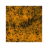 Buy Grass (orange), c.2011 at AllPosters.com