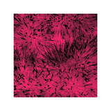 Buy Grass (red), c.2011 at AllPosters.com