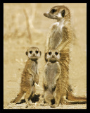 Meerkats