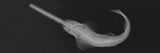 Buy Smalltooth Sawfish at AllPosters.com
