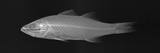 Buy Striped Bass at AllPosters.com