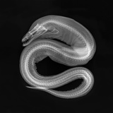 Buy Viper Moray at AllPosters.com