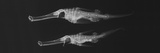 Buy Ghost Pipefish at AllPosters.com