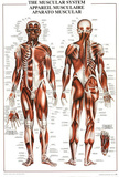 Buy The Muscular System Human Body Anatomical Chart Educational Poster at AllPosters.com