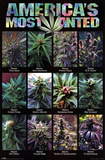 Buy America's Most Wanted Pot Plants at AllPosters.com