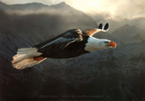 Buy Steve Bloom Bald Eagle at AllPosters.com