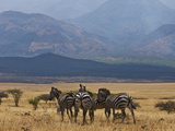 Zebras at the Nechisar National Park, Ethiopia, Africa