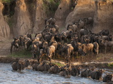 Wildebeest Crossing Mara River During Annual Migration, Masai Mara, Kenya, East Africa, Africa