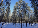 Lulea, Lapland, Sweden, Scandinavia, Europe