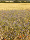 Corn Fields With Poppies and Cornflowers, Normandy, France, Europe