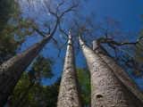 Giant Baobab Trees in the Ankarafantsika National Park, Madagascar, Africa