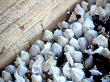 Buy The Priestly Blessing Ceremony By the Western Wall at Succot, Old City, Jerusalem, Israel at AllPosters.com