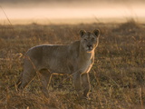Lioness in the Mist at Sunrise, Busanga Plains, Kafue National Park, Zambia, Africa