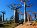 Baobabs (Andansonia Grandidieri ), Morondova, Southern Madagascar, Africa