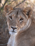 Lioness (Panthera Leo), Loisaba Wilderness Conservancy, Laikipia, Kenya, East Africa, Africa
