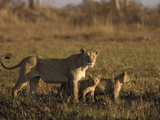 Lioness and Cubs, Busanga Plains, Kafue National Park, Zambia, Africa