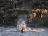 Wildebeest Crossing Mara River During Annual Migration, Masai Mara, Kenya, East Africa, Africa