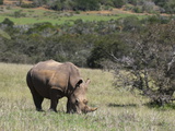 White Rhinoceros (Caratotherium Simum), Kariega Game Reserve, South Africa, Africa