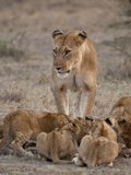 Lion (Panthera Leo) Female and Cubs, Masai Mara, Kenya, East Africa, Africa