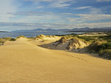 Sand Dunes, St. Helens Conservation Area, St. Helens, Tasmania, Australia, Pacific