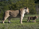Lion (Panthera Leo), Kariega Game Reserve, South Africa, Africa
