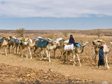 Camel Caravan Riding Through the Stone Desert Near Atar, Mauritania, Africa