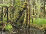 Swamp Forest, Ships Creek, West Coast, South Island, New Zealand, Pacific